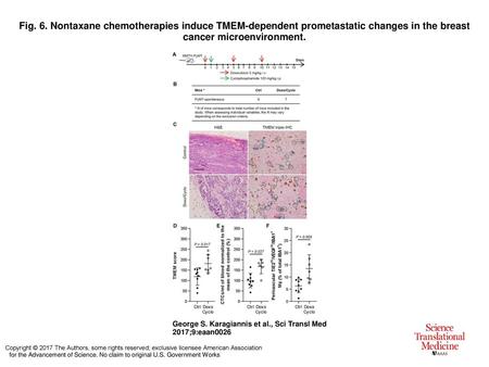 Fig. 6. Nontaxane chemotherapies induce TMEM-dependent prometastatic changes in the breast cancer microenvironment. Nontaxane chemotherapies induce TMEM-dependent.