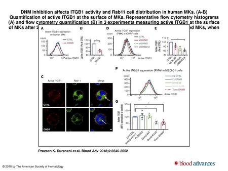 DNM inhibition affects ITGB1 activity and Rab11 cell distribution in human MKs. (A-B) Quantification of active ITGB1 at the surface of MKs. Representative.