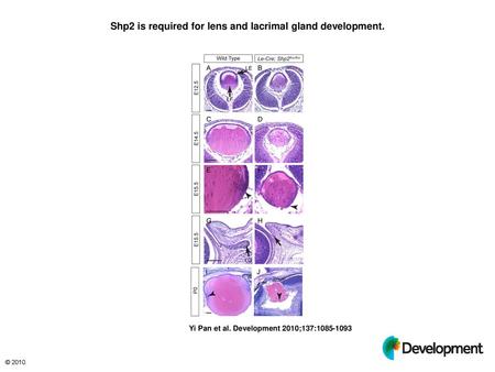 Shp2 is required for lens and lacrimal gland development.