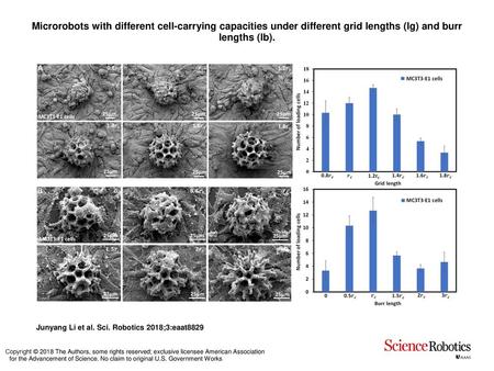 Microrobots with different cell-carrying capacities under different grid lengths (lg) and burr lengths (lb). Microrobots with different cell-carrying capacities.