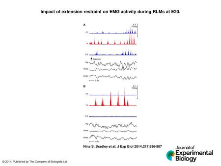 Impact of extension restraint on EMG activity during RLMs at E20.