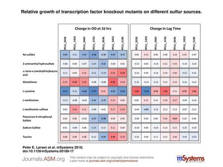 Relative growth of transcription factor knockout mutants on different sulfur sources. Relative growth of transcription factor knockout mutants on different.