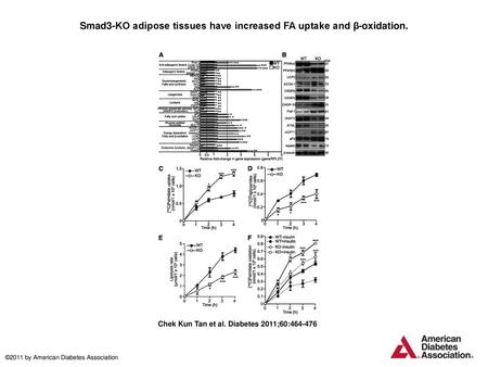 Smad3-KO adipose tissues have increased FA uptake and β-oxidation.