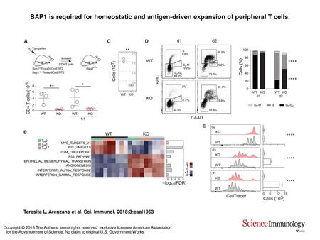 BAP1 is required for homeostatic and antigen-driven expansion of peripheral T cells. BAP1 is required for homeostatic and antigen-driven expansion of peripheral.