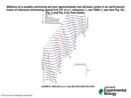 Midlines of a steadily swimming eel over approximately two tail-beat cycles in an earth-bound frame of reference (swimming speed U=0.121 m s-1, sequence.