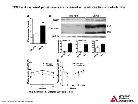 TXNIP and caspase-1 protein levels are increased in the adipose tissue of ob/ob mice. TXNIP and caspase-1 protein levels are increased in the adipose tissue.