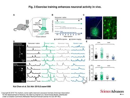 Fig. 3 Exercise training enhances neuronal activity in vivo.