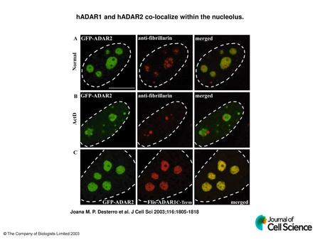 hADAR1 and hADAR2 co-localize within the nucleolus.