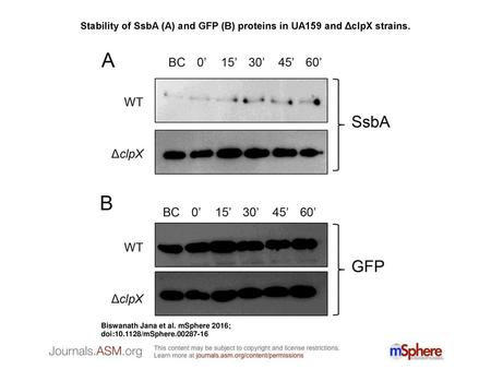 Stability of SsbA (A) and GFP (B) proteins in UA159 and ΔclpX strains.