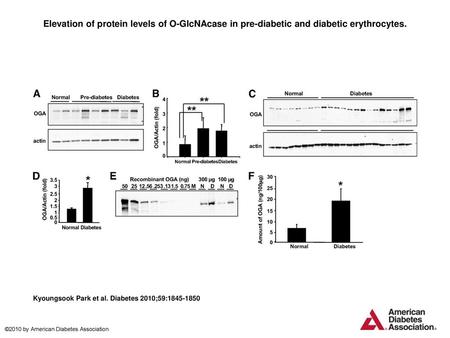 Elevation of protein levels of O-GlcNAcase in pre-diabetic and diabetic erythrocytes. Elevation of protein levels of O-GlcNAcase in pre-diabetic and diabetic.