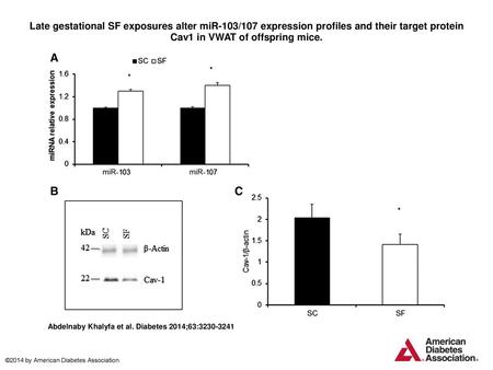 Late gestational SF exposures alter miR-103/107 expression profiles and their target protein Cav1 in VWAT of offspring mice. Late gestational SF exposures.