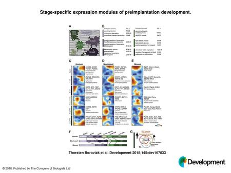 Stage-specific expression modules of preimplantation development.