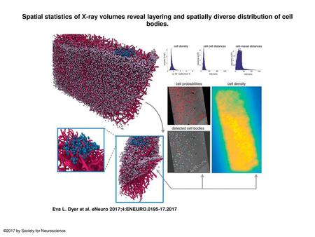 Spatial statistics of X-ray volumes reveal layering and spatially diverse distribution of cell bodies. Spatial statistics of X-ray volumes reveal layering.