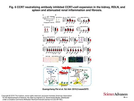 Fig. 6 CCR7 neutralizing antibody inhibited CCR7+cell expansion in the kidney, RDLN, and spleen and attenuated renal inflammation and fibrosis. CCR7 neutralizing.