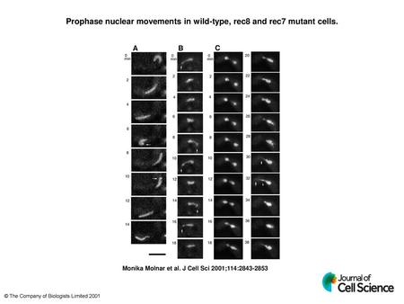 Prophase nuclear movements in wild-type, rec8 and rec7 mutant cells.