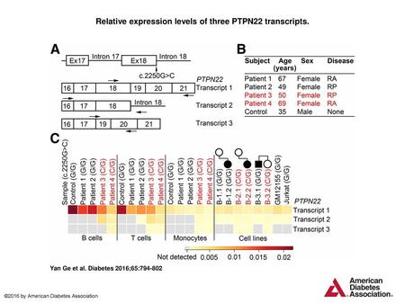 Relative expression levels of three PTPN22 transcripts.