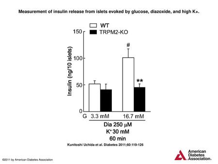 Measurement of insulin release from islets evoked by glucose, diazoxide, and high K+. Measurement of insulin release from islets evoked by glucose, diazoxide,