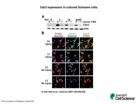 Cdc2 expression in cultured Schwann cells.