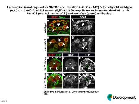 Lar function is not required for Stat92E accumulation in GSCs