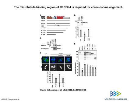 The microtubule-binding region of RECQL4 is required for chromosome alignment. The microtubule-binding region of RECQL4 is required for chromosome alignment.