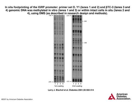 In situ footprinting of the IGRP promoter: primer set D