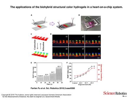 The applications of the biohybrid structural color hydrogels in a heart-on-a-chip system. The applications of the biohybrid structural color hydrogels.