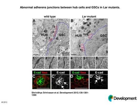 Abnormal adherens junctions between hub cells and GSCs in Lar mutants.