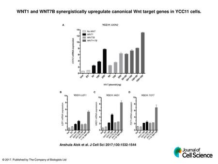 WNT1 and WNT7B synergistically upregulate canonical Wnt target genes in YCC11 cells. WNT1 and WNT7B synergistically upregulate canonical Wnt target genes.