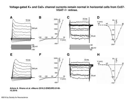 Voltage-gated K+ and Ca2+ channel currents remain normal in horizontal cells from Cx57-VGAT−/− retinae. Voltage-gated K+ and Ca2+ channel currents remain.