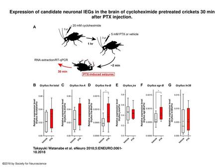 Expression of candidate neuronal IEGs in the brain of cycloheximide pretreated crickets 30 min after PTX injection. Expression of candidate neuronal IEGs.