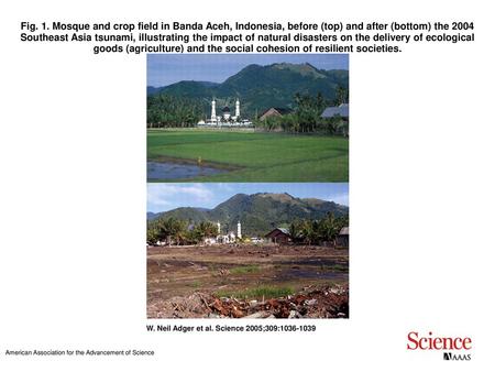 Fig. 1. Mosque and crop field in Banda Aceh, Indonesia, before (top) and after (bottom) the 2004 Southeast Asia tsunami, illustrating the impact of natural.