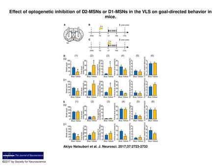 Effect of optogenetic inhibition of D2-MSNs or D1-MSNs in the VLS on goal-directed behavior in mice. Effect of optogenetic inhibition of D2-MSNs or D1-MSNs.