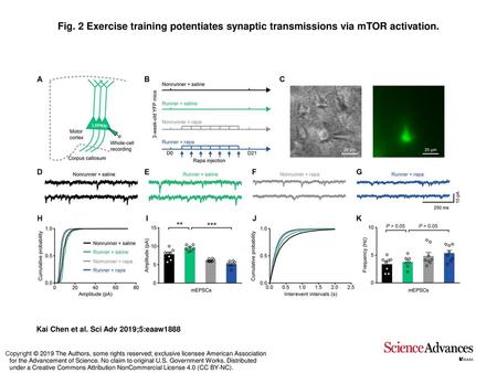 Fig. 2 Exercise training potentiates synaptic transmissions via mTOR activation. Exercise training potentiates synaptic transmissions via mTOR activation.