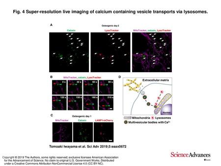 Fig. 4 Super-resolution live imaging of calcium containing vesicle transports via lysosomes. Super-resolution live imaging of calcium containing vesicle.