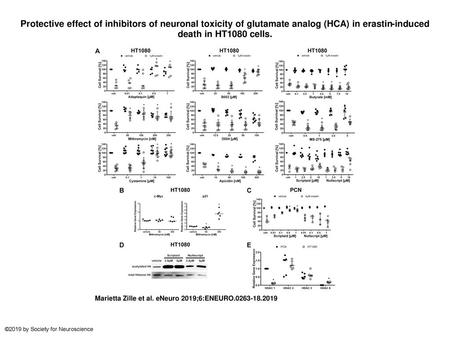 Protective effect of inhibitors of neuronal toxicity of glutamate analog (HCA) in erastin-induced death in HT1080 cells. Protective effect of inhibitors.