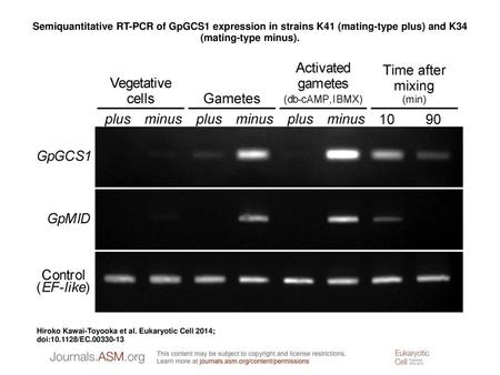 Semiquantitative RT-PCR of GpGCS1 expression in strains K41 (mating-type plus) and K34 (mating-type minus). Semiquantitative RT-PCR of GpGCS1 expression.