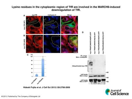 Lysine residues in the cytoplasmic region of TfR are involved in the MARCH8-induced downregulation of TfR. Lysine residues in the cytoplasmic region of.