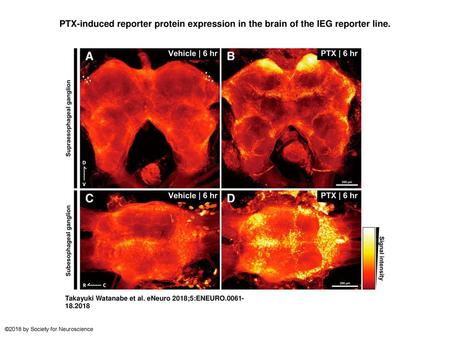 PTX-induced reporter protein expression in the brain of the IEG reporter line. PTX-induced reporter protein expression in the brain of the IEG reporter.