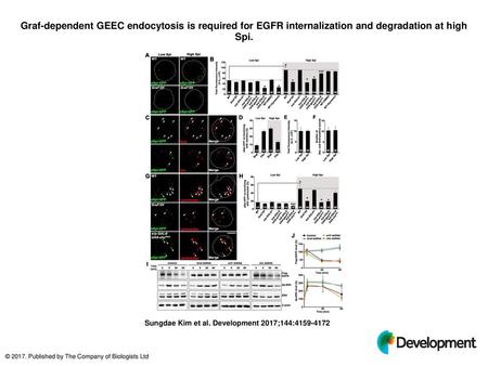 Graf-dependent GEEC endocytosis is required for EGFR internalization and degradation at high Spi. Graf-dependent GEEC endocytosis is required for EGFR.