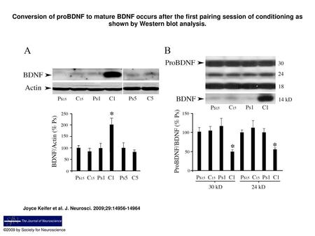 Conversion of proBDNF to mature BDNF occurs after the first pairing session of conditioning as shown by Western blot analysis. Conversion of proBDNF to.