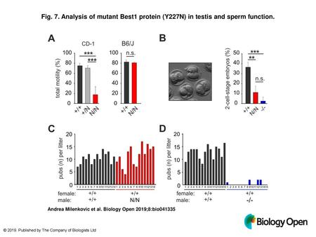 Analysis of mutant Best1 protein (Y227N) in testis and sperm function