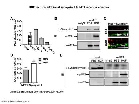 HGF recruits additional synapsin 1 to MET receptor complex.