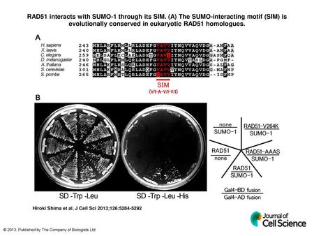 RAD51 interacts with SUMO-1 through its SIM