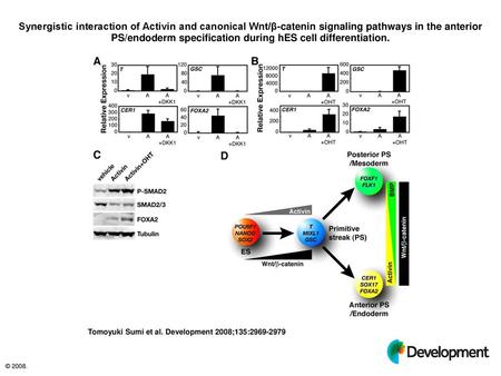 Synergistic interaction of Activin and canonical Wnt/β-catenin signaling pathways in the anterior PS/endoderm specification during hES cell differentiation.