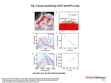 Fig. 5 Acute monitoring of ICT and ICP in rats.