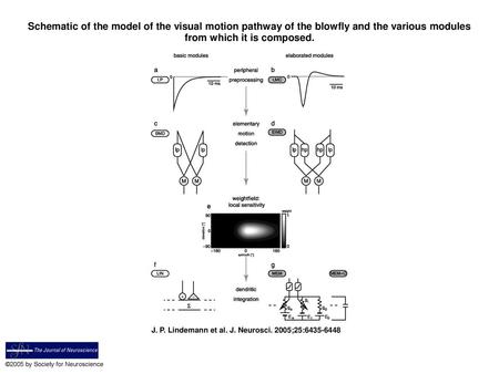 Schematic of the model of the visual motion pathway of the blowfly and the various modules from which it is composed. Schematic of the model of the visual.