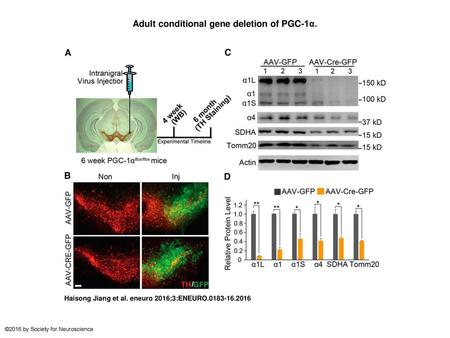 Adult conditional gene deletion of PGC-1α.