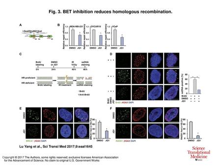 Fig. 3. BET inhibition reduces homologous recombination.