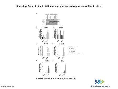 Silencing Socs1 in the LLC line confers increased response to IFNγ in vitro. Silencing Socs1 in the LLC line confers increased response to IFNγ in vitro.