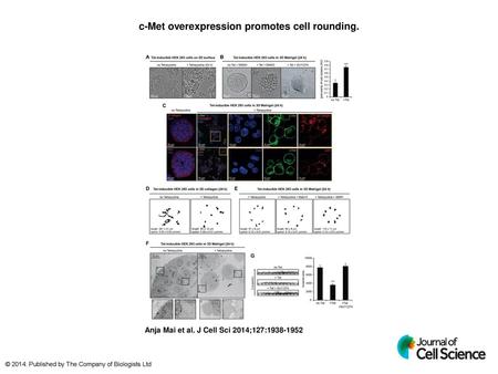 c-Met overexpression promotes cell rounding.